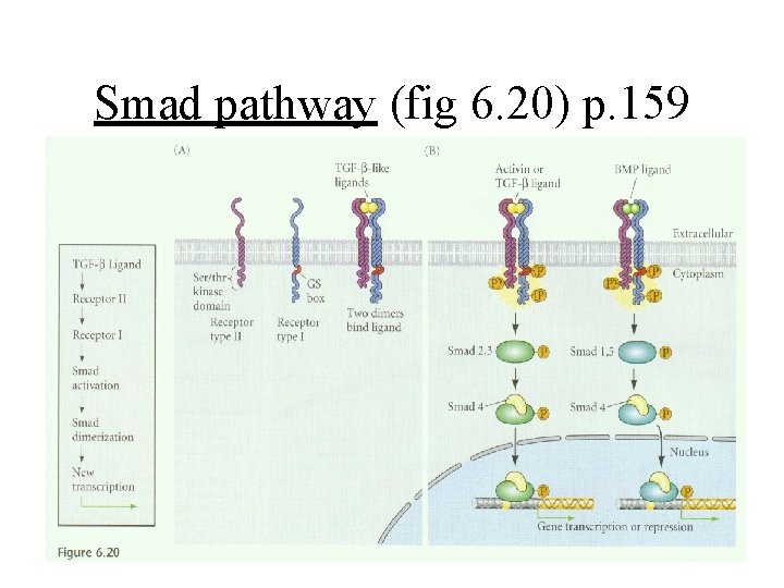 Smad pathway (fig 6. 20) p. 159 