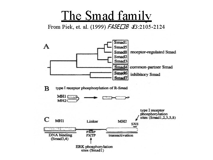 The Smad family From Piek, et. al. (1999) FASE�B J. 13: 2105 -2124 