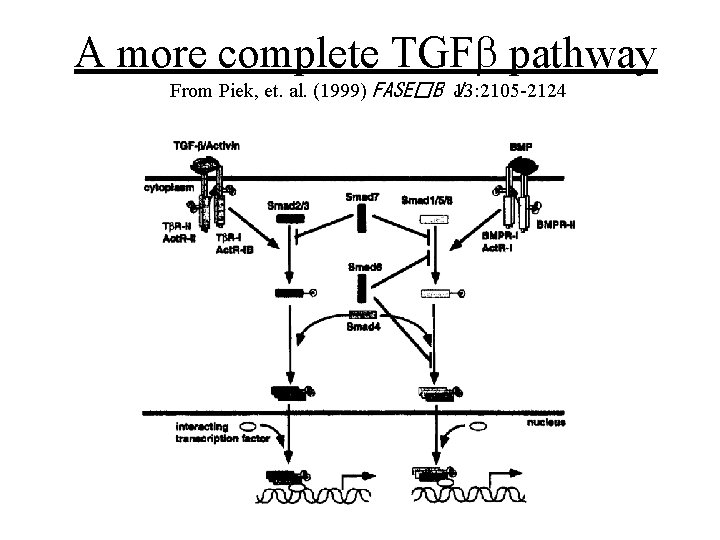 A more complete TGFb pathway From Piek, et. al. (1999) FASE�B J. 13: 2105