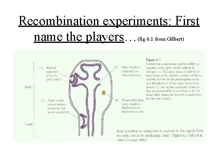 Recombination experiments: First name the players…(fig 6. 1 from Gilbert) 