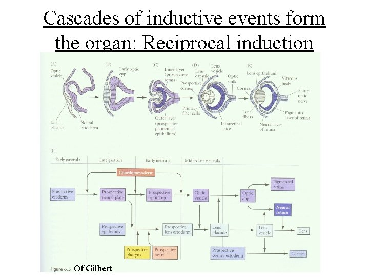 Cascades of inductive events form the organ: Reciprocal induction Of Gilbert 