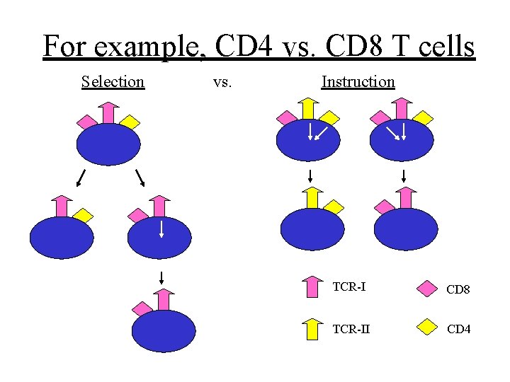 For example, CD 4 vs. CD 8 T cells Selection vs. Instruction TCR-I CD