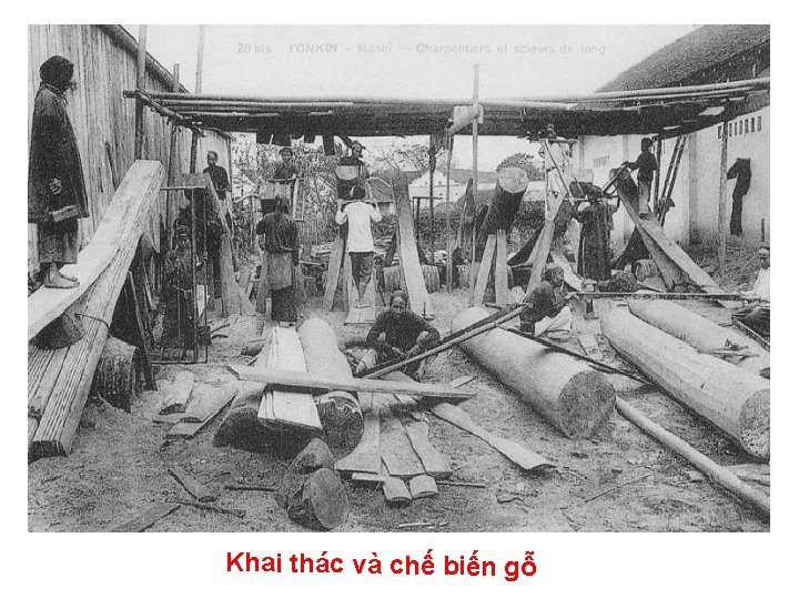 Khai thác và chế biến gỗ 