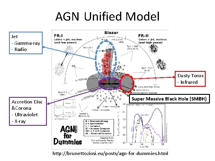 AGN Unified Model Jet - Gamma-ray - Radio Dusty Torus - Infrared Accretion Disc