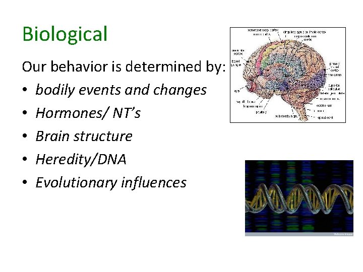 Biological Our behavior is determined by: • bodily events and changes • Hormones/ NT’s Biological Our behavior is determined by: • bodily events and changes • Hormones/ NT’s
