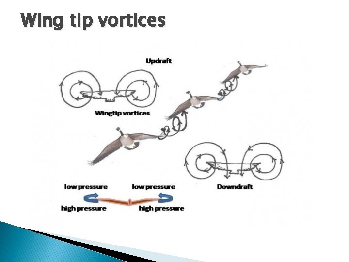 Wing tip vortices Wing tip vortices
