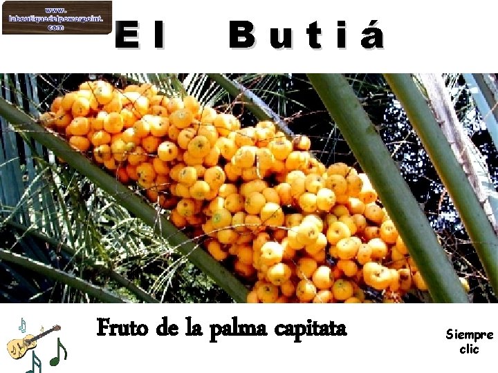 El Butiá Fruto de la palma capitata Siempre clic 