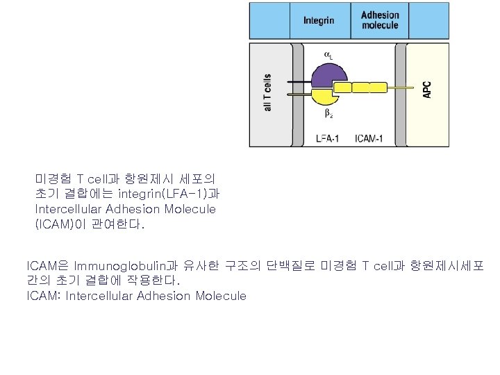 Cellular Interaction in Immune Reaction 1 301 thankscau