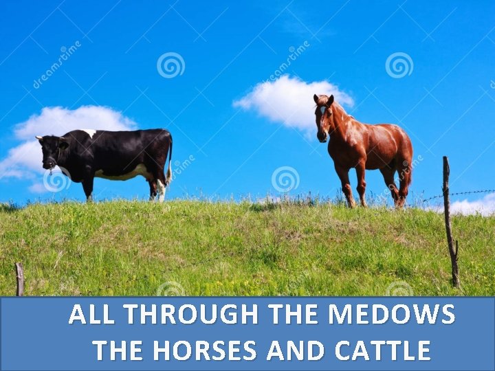 ALL THROUGH THE MEDOW S THE HORSES AND CATTLE 