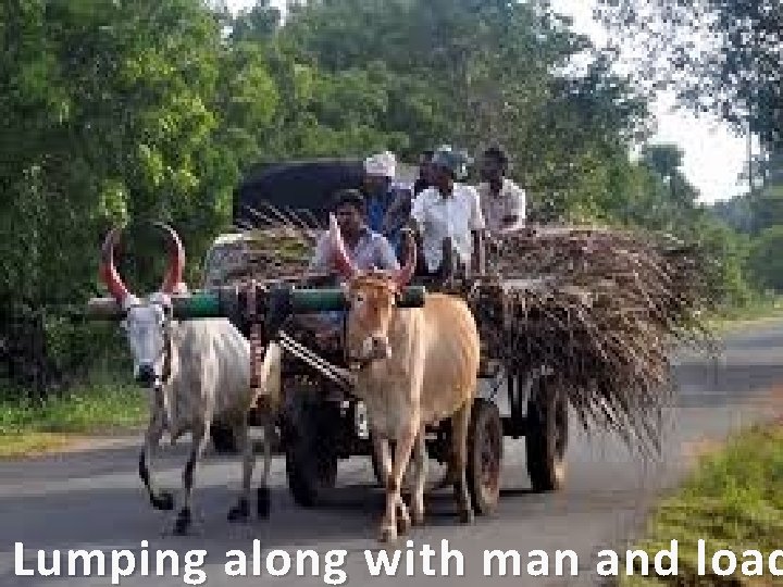 Lumping along with man and load 