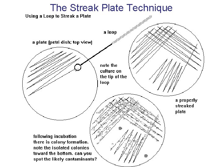 The Streak Plate Technique 