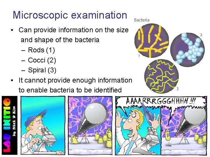 Microscopic examination • Can provide information on the size and shape of the bacteria