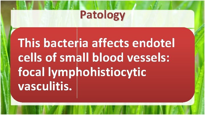 Patology This bacteria affects endotel cells of small blood vessels: focal lymphohistiocytic vasculitis. 
