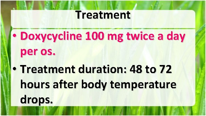 Treatment • Doxycycline 100 mg twice a day per os. • Treatment duration: 48