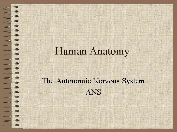 Human Anatomy The Autonomic Nervous System ANS 