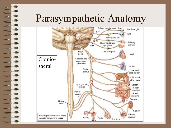 Parasympathetic Anatomy Craniosacral 