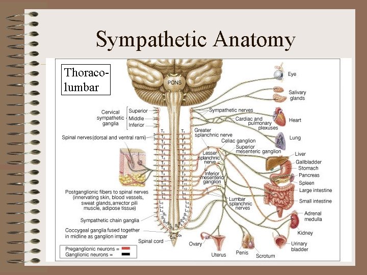 Sympathetic Anatomy Thoracolumbar 