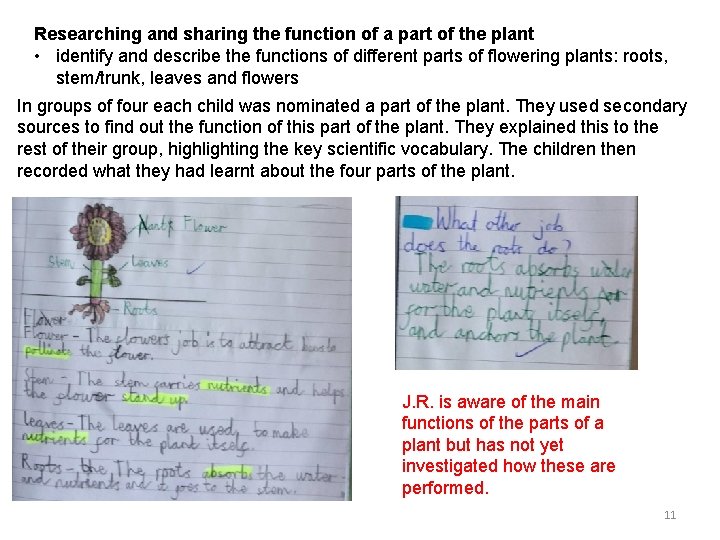 Researching and sharing the function of a part of the plant • identify and