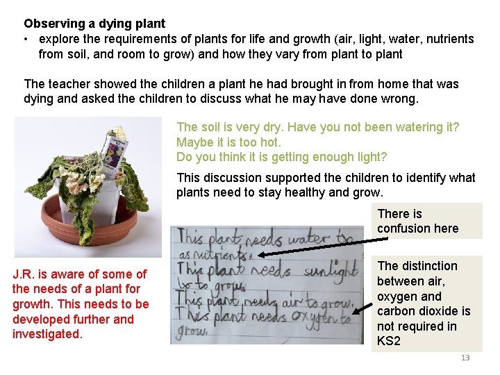 Observing a dying plant • explore the requirements of plants for life and growth