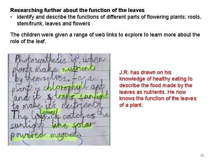 Researching further about the function of the leaves • identify and describe the functions
