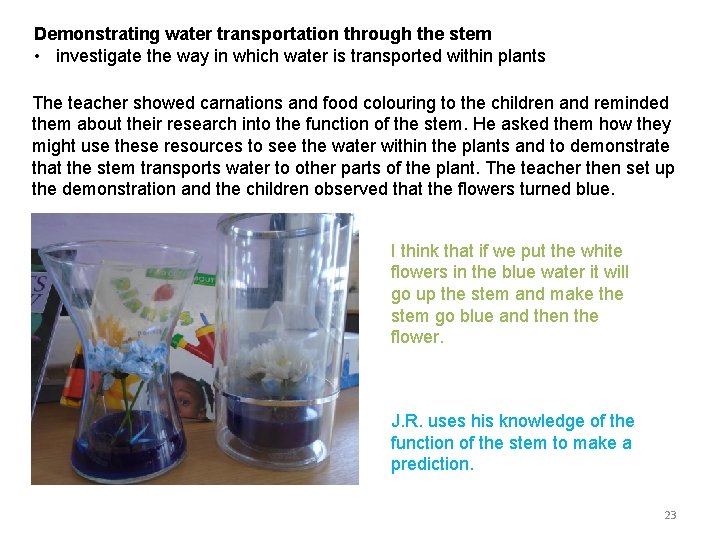 Demonstrating water transportation through the stem • investigate the way in which water is