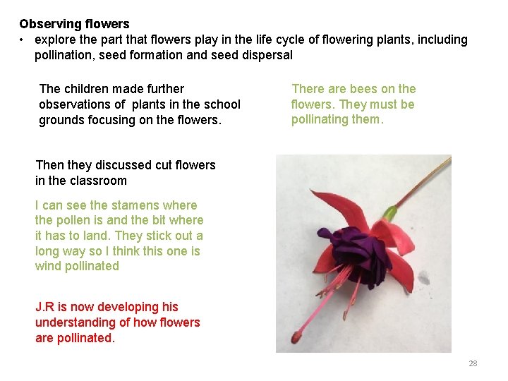 Observing flowers • explore the part that flowers play in the life cycle of