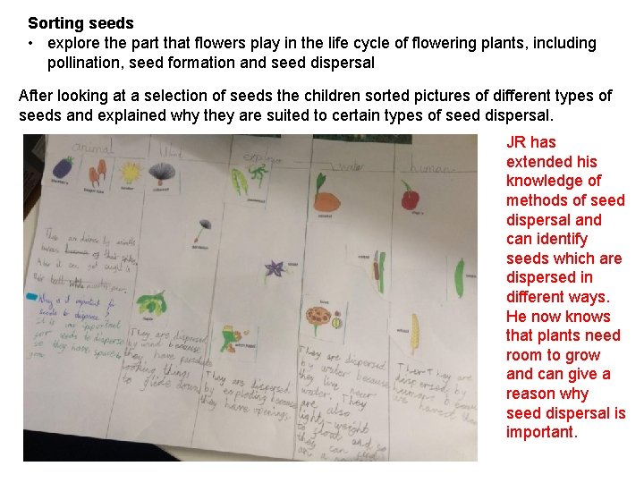 Sorting seeds • explore the part that flowers play in the life cycle of