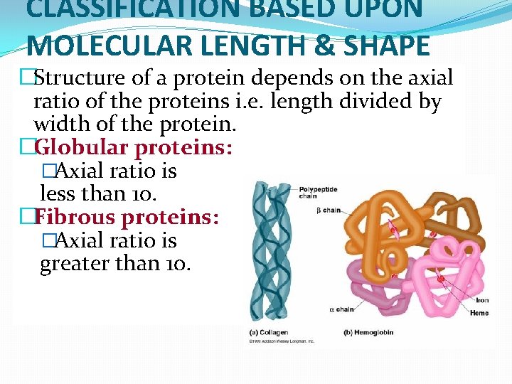 CLASSIFICATION BASED UPON MOLECULAR LENGTH & SHAPE �Structure of a protein depends on the