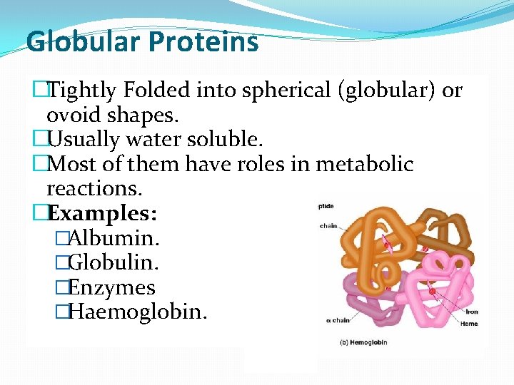 Globular Proteins �Tightly Folded into spherical (globular) or ovoid shapes. �Usually water soluble. �Most