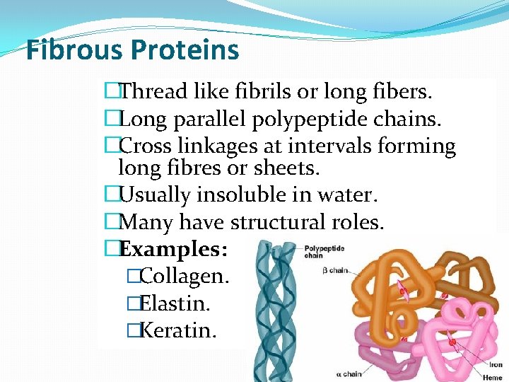 Fibrous Proteins �Thread like fibrils or long fibers. �Long parallel polypeptide chains. �Cross linkages