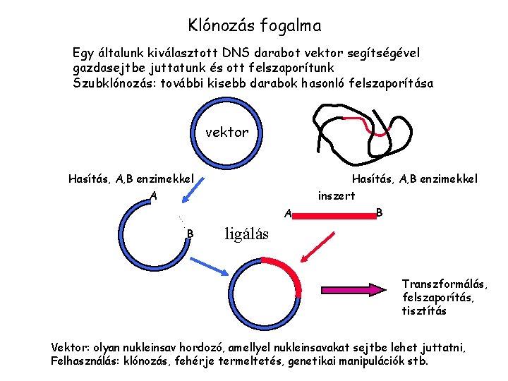Klónozás fogalma Egy általunk kiválasztott DNS darabot vektor segítségével gazdasejtbe juttatunk és ott felszaporítunk