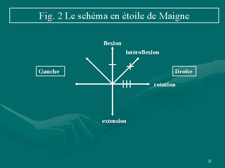 Fig. 2 Le schéma en étoile de Maigne flexion latéroflexion Gauche Droite rotation extension