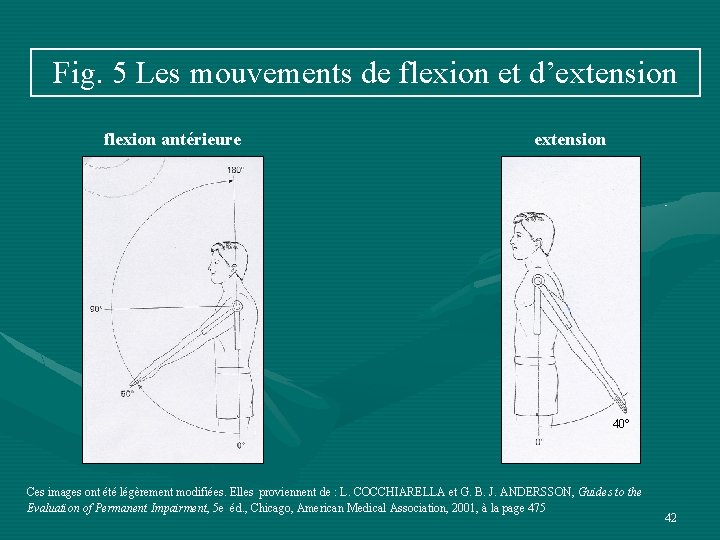 Fig. 5 Les mouvements de flexion et d’extension flexion antérieure extension 40° Ces images