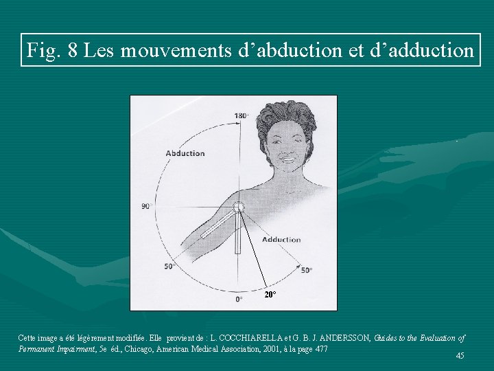 Fig. 8 Les mouvements d’abduction et d’adduction 20° Cette image a été légèrement modifiée.