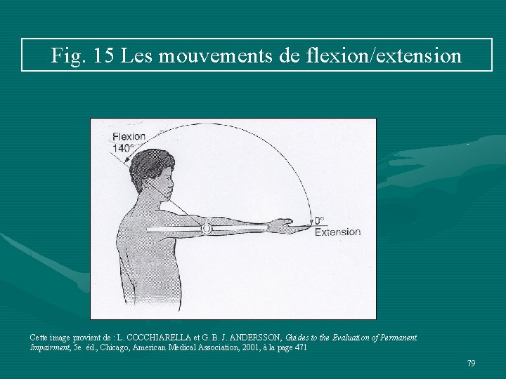 Fig. 15 Les mouvements de flexion/extension Cette image provient de : L. COCCHIARELLA et