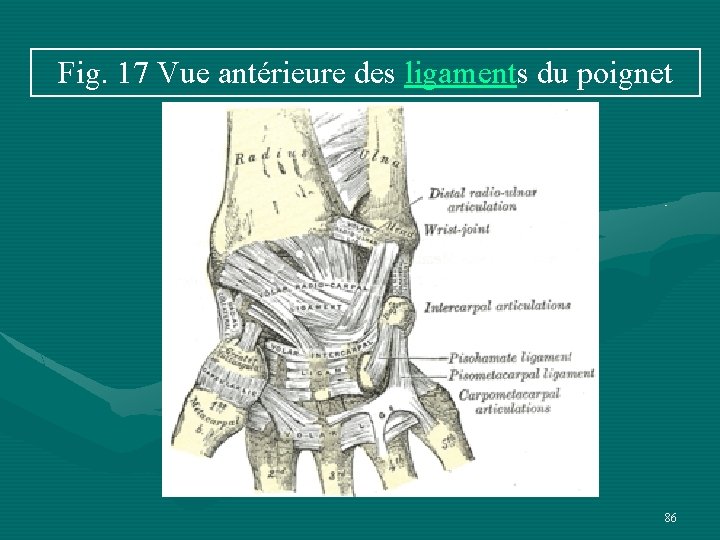 Fig. 17 Vue antérieure des ligaments du poignet 86 