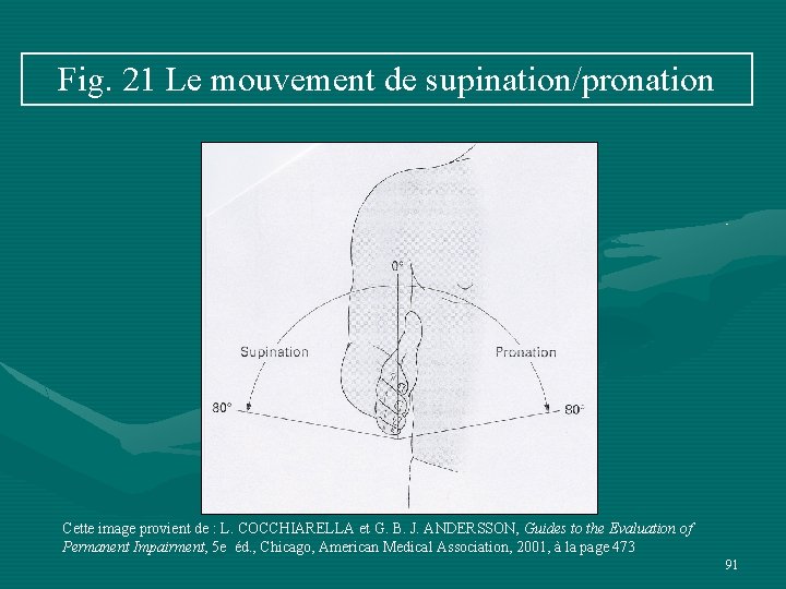 Fig. 21 Le mouvement de supination/pronation Cette image provient de : L. COCCHIARELLA et