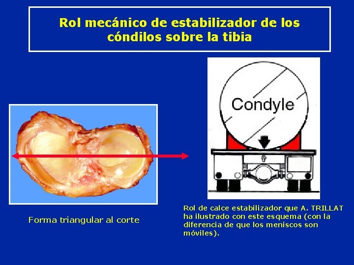 Rol mecánico de estabilizador de los cóndilos sobre la tibia Forma triangular al corte