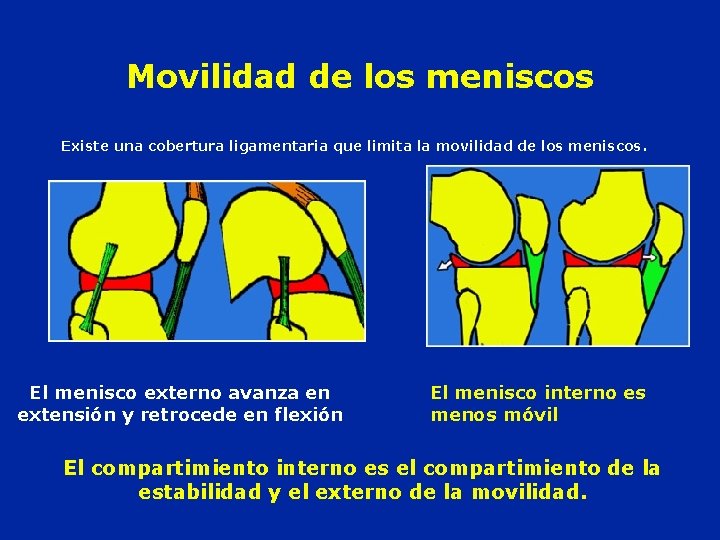 Movilidad de los meniscos Existe una cobertura ligamentaria que limita la movilidad de los