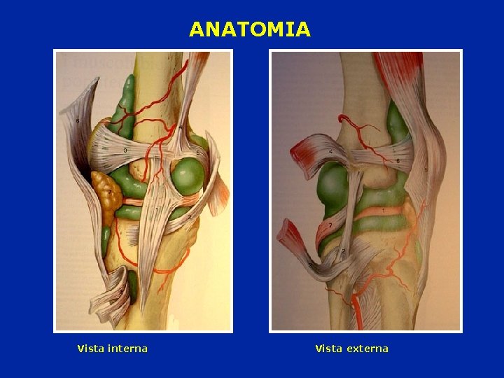 ANATOMIA Vista interna Vista externa 