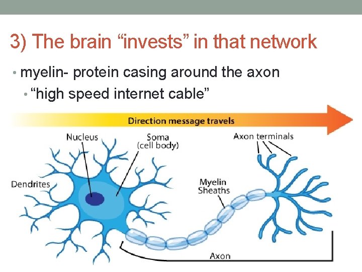 3) The brain “invests” in that network • myelin- protein casing around the axon