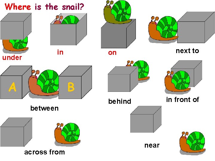 Where is the snail? under in A next to on B between across from