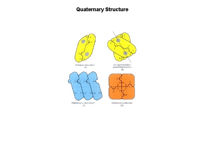 Quaternary Structure 