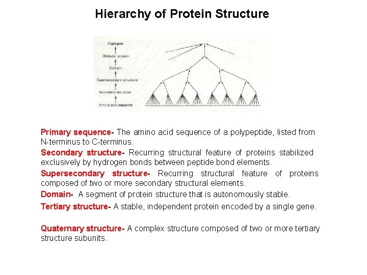 Hierarchy of Protein Structure Primary sequence The amino acid sequence of a polypeptide, listed
