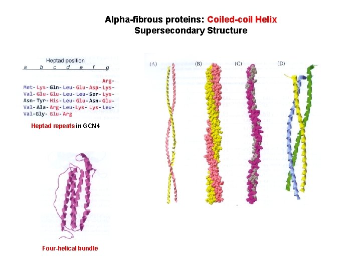 Alpha-fibrous proteins: Coiled-coil Helix Supersecondary Structure Heptad repeats in GCN 4 Four-helical bundle 