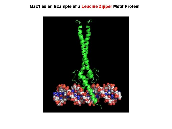 Max 1 as an Example of a Leucine Zipper Motif Protein 