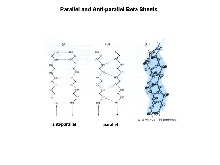 Parallel and Anti-parallel Beta Sheets anti-parallel 