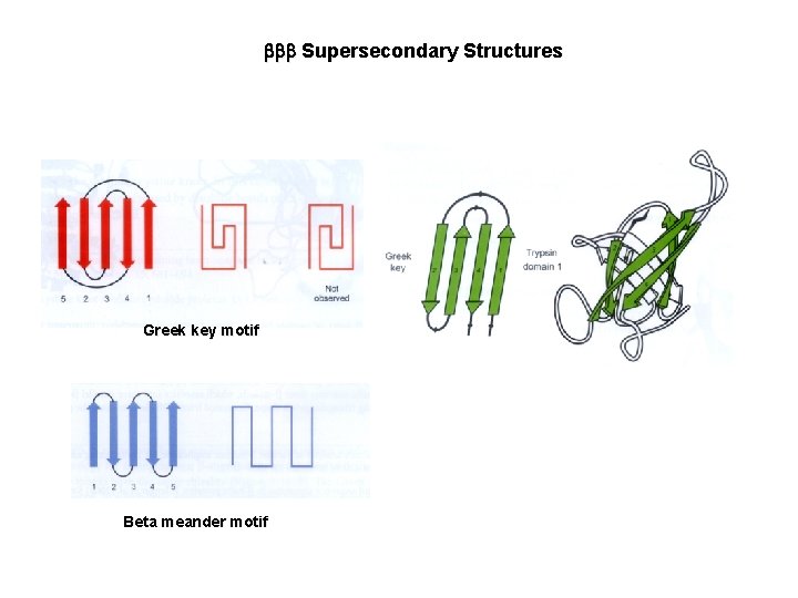  Supersecondary Structures Greek key motif Beta meander motif 