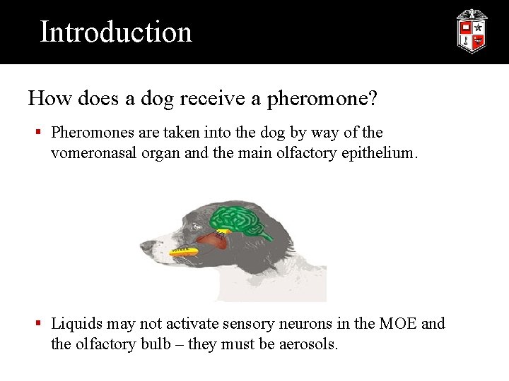 Introduction How does a dog receive a pheromone? § Pheromones are taken into the
