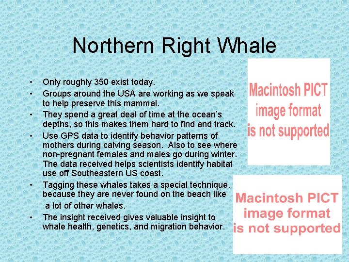 Northern Right Whale • • • Only roughly 350 exist today. Groups around the